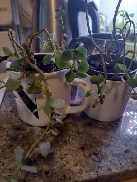 Photo of free Kalanchoe propagation colonies (Ballard) #1