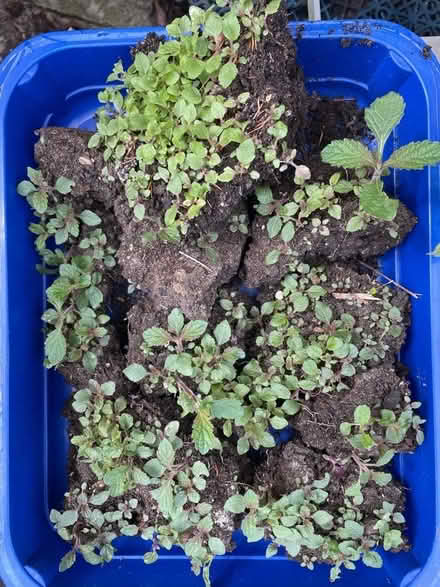 Photo of free Verbena bonariensis tiny seedlings (Warden Hill GL51) #2