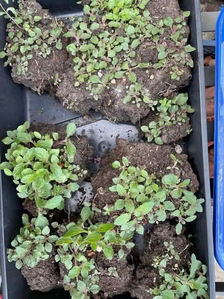 Photo of free Verbena bonariensis tiny seedlings (Warden Hill GL51) #1