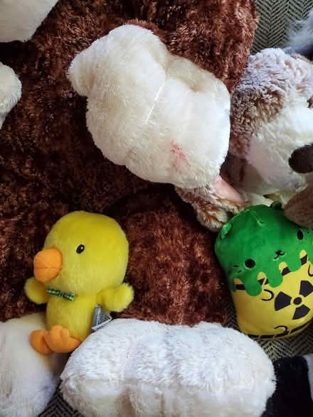 Photo of free Freshly Laundered Stuffies (Oakland) #4