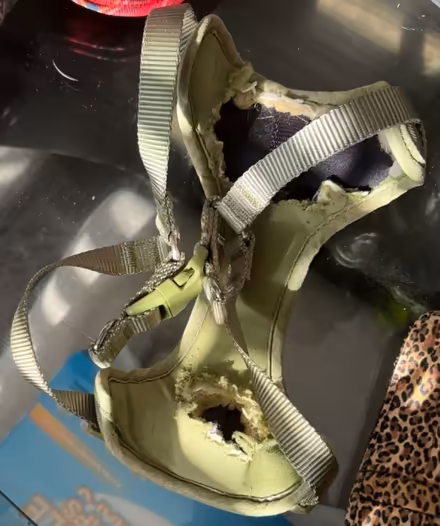 Photo of free Small dog harness (Bowie) #2