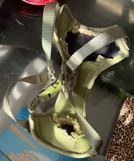 Photo of free Small dog harness (Bowie) #2