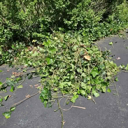 Photo of free English Ivy (Greenwich, va) #2