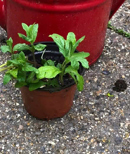 Photo of free Pot of mint (Westbury BA13) #1