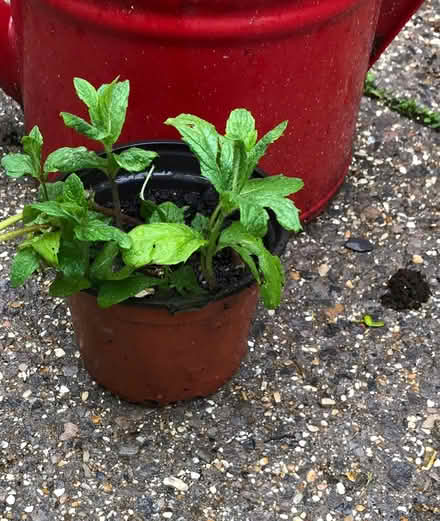 Photo of free Pot of mint (Westbury Wilts BA13) #1
