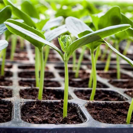 Photo of Fruit & vegetable seedlings (Gravesend DA12) #1