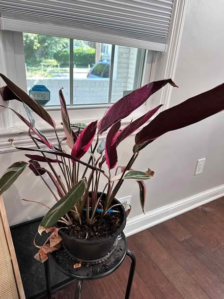 Photo of free 2 stromanthe plants (Hyattsville, MD) #1
