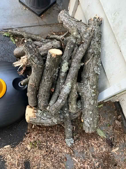 Photo of free Fire wood (19067) #1