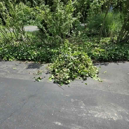 Photo of free English Ivy (Greenwich, va) #1