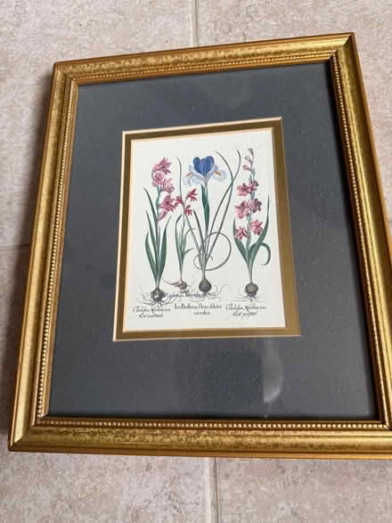 Photo of free Framed picture of flowering bulbs (Swarthmore) #1