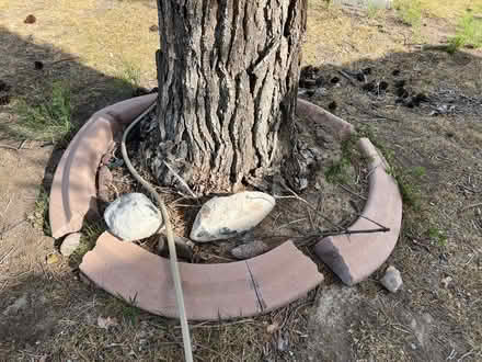 Photo of free Curbing (GV/Henderson) #2