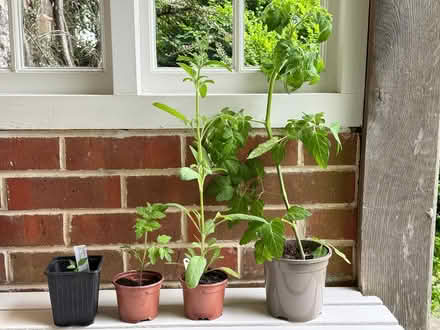 Photo of free 2 Tomato plants, Chilli & Salvia (East Marden) #1