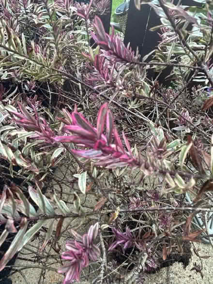Photo of free Shrub (Dunstable) #1