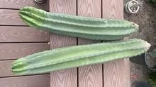 Photo of free 22” and 24” San Pedro #1