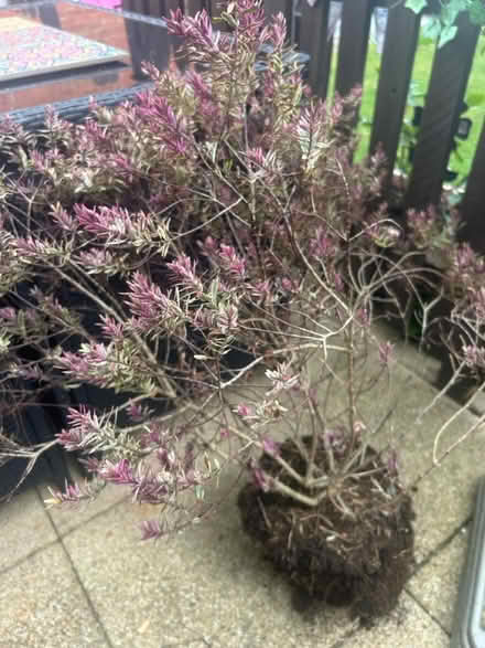Photo of free Shrub (Dunstable) #2