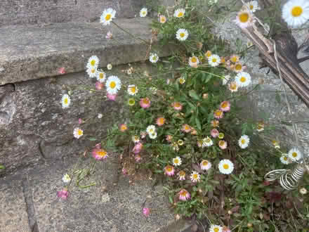 Photo of free Erigeron plant (Lower Weston) #2