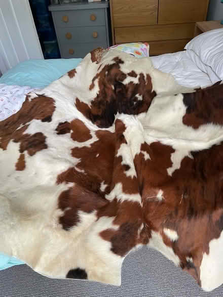 Photo of free Cow hide floor rug (Queen's Park BN2) #2