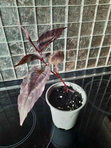 Photo of free Cutting of Persicaria Red Dragon (Morden SM4) #2