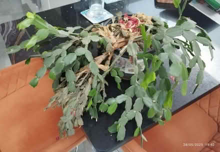 Photo of free Christmas cactus plant (Albany park DA14) #1