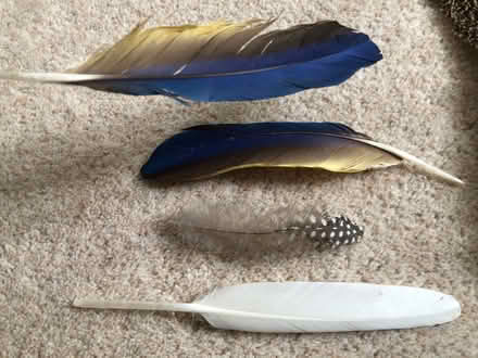 Photo of free Feathers (Harrogate HG2) #2