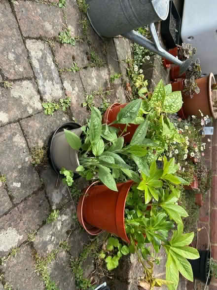 Photo of free Pulmonaria, Helebore , Helianthus ( perennial sunflower) (The Folders Lane Estate RH15) #1