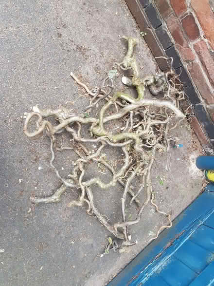 Photo of free twisty hazel branches (Coventry CV1) #1