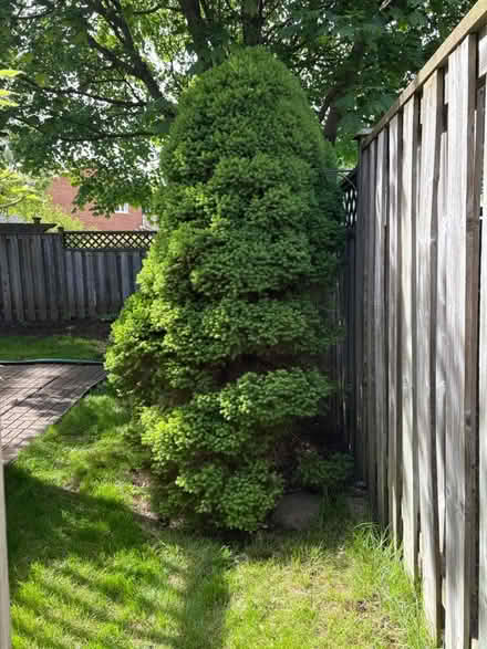 Photo of free Alberta Spruce trees (NW Aurora) #3
