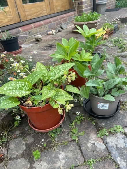 Photo of free Pulmonaria, Helebore , Helianthus ( perennial sunflower) (The Folders Lane Estate RH15) #2