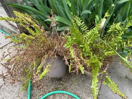 Photo of free Ferns... or two 10” pots (Bloor Lansdowne) #1