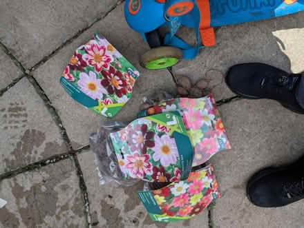Photo of free Flowers (CB22) #1