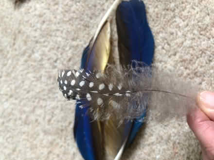 Photo of free Feathers (Harrogate HG2) #3