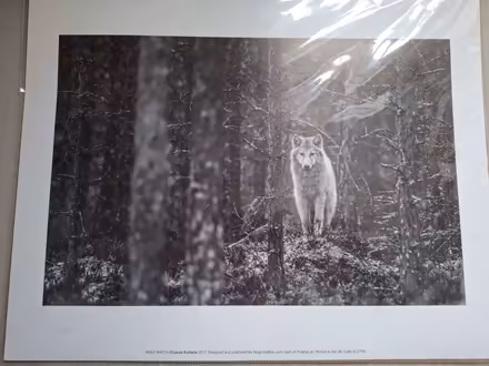 Photo of free Print black and white (Emlyn Gardens W12) #1