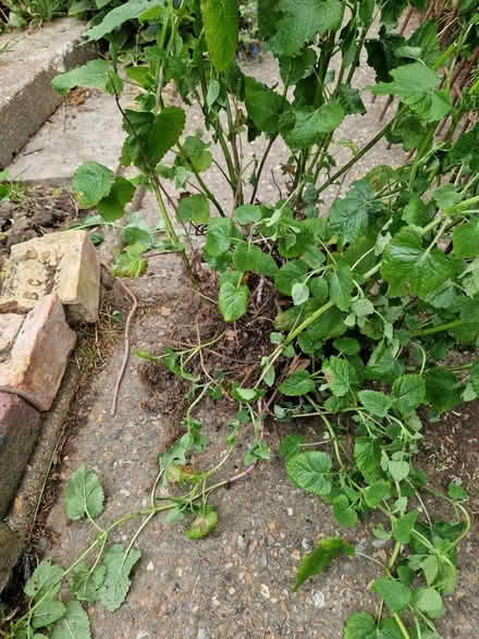 Photo of free Citronella Lemon balm plant (East Grinstead town center) #1