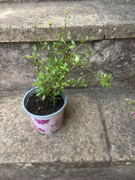 Photo of free Erigeron plant (Lower Weston) #1