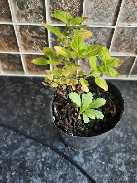 Photo of free Small clump Golden Marjoram herb (Morden SM4) #2