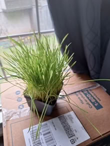 Photo of free organic cat grass 20874 #1