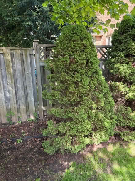 Photo of free Alberta Spruce trees (NW Aurora) #2