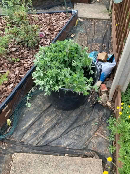 Photo of free Oregano plants (Normandy nr Guildford GU3) #1
