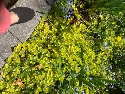Photo of free Golden creeping Jenny (Beacon Hill North) #1
