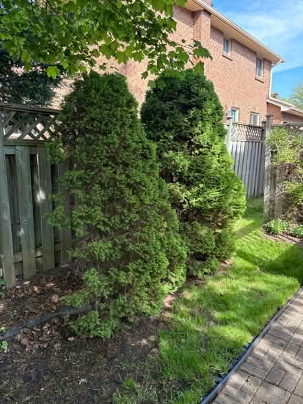 Photo of free Alberta Spruce trees (NW Aurora) #1