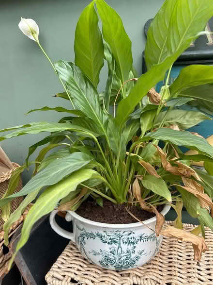 Photo of free Lily houseplant (Epsom KT19) #1
