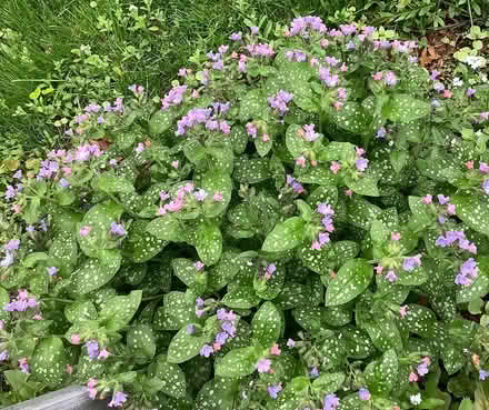 Photo of free Lungwort / Pulmonaria (Beacon Hill North) #1
