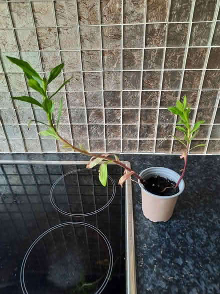 Photo of free Helenium cutting (Morden SM4) #4