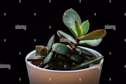 Photo of free jade plants (Kingsmead) #1