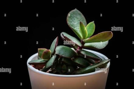 Photo of free jade plants (Kingsmead) #1