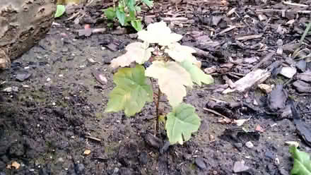 Photo of free Sycamore Tree Seedlings (Kingsmead) #1