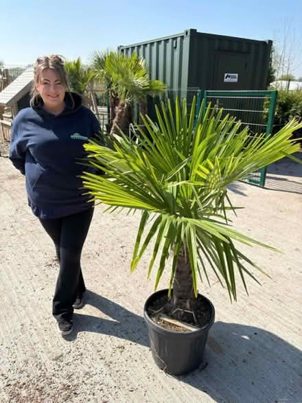 Photo of Large palm tree (Bognor Regis - PO22) #2