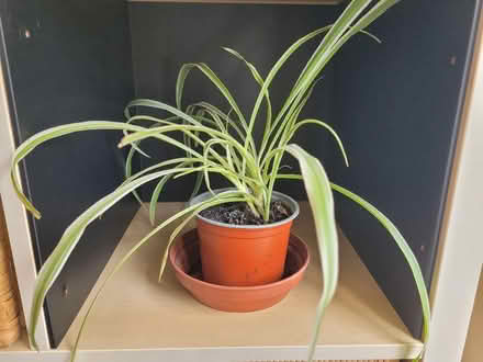 Photo of free Small indoor spider plant (Shenley Fields B29) #1