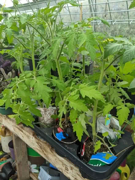 Photo of free Tomato and snack pepper plants (10 mins from Bromyard) #1