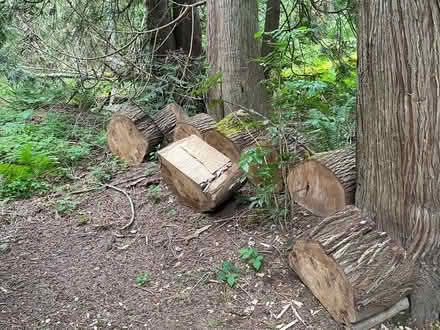 Photo of free Maple wood rounds (North end of Sammamish) #3